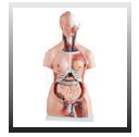 HUMAN TORSO 23 PART 85 CM (IMPORTED) (MALE)