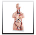 HUMAN TORSO 23 PART 85 CM (IMPORTED) (FEMALE)