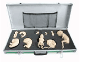 ADVANCED EMBRYO DEVELOPMENT PROCESS SIMULATOR (IMPORTED)